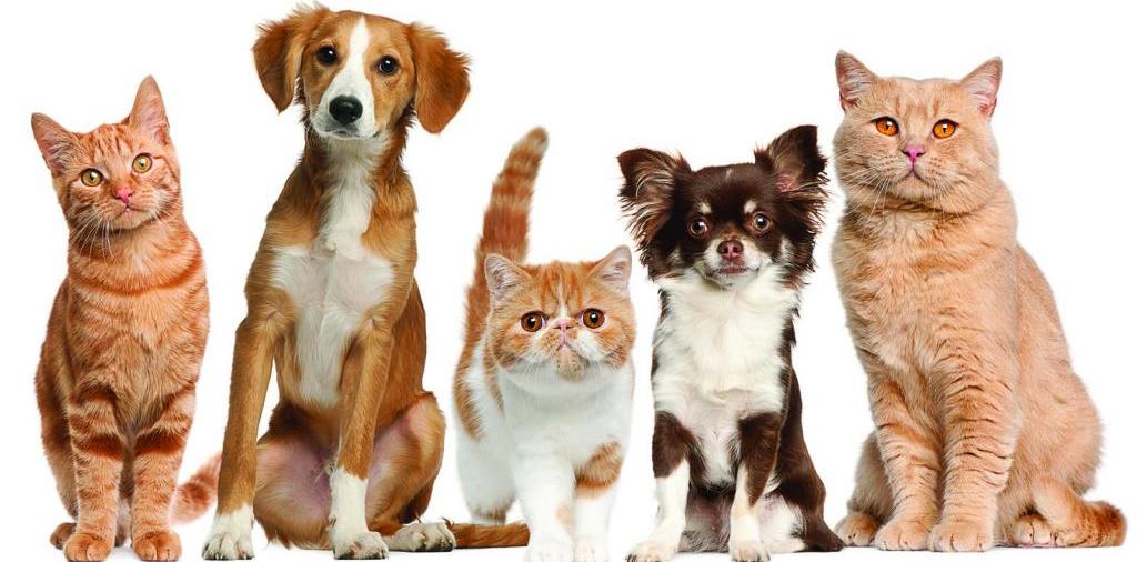 Доска объявлений о животных | ЗооТом - продажа, вязка и услуги для животных в Калуге