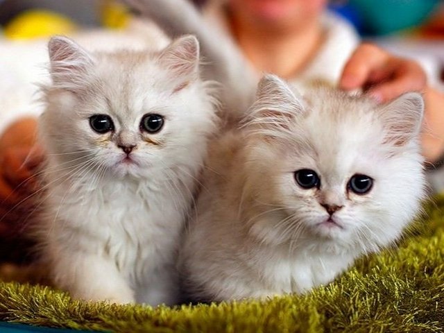 Породы кошек в Калуге | ЗооТом портал о животных