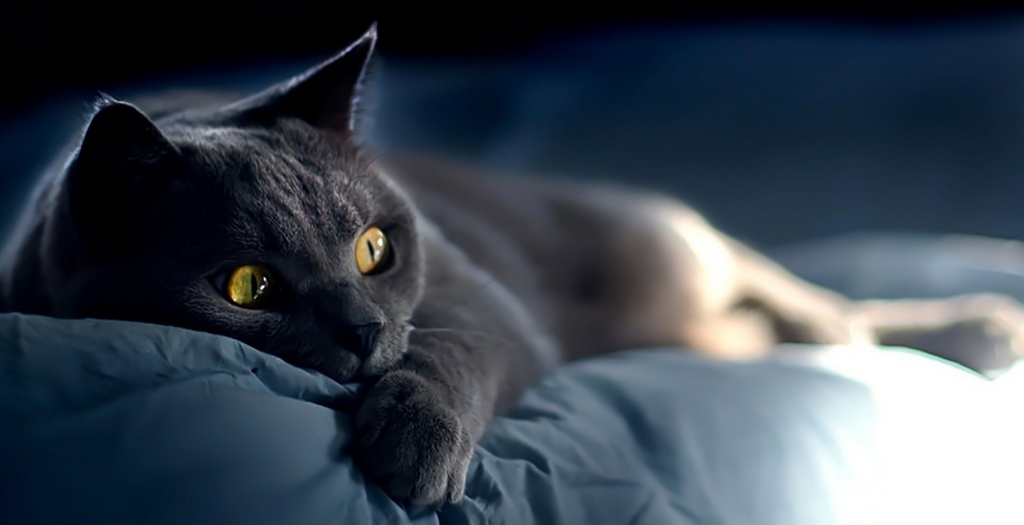 Объявления о кошках | ЗооТом - продажа, вязка и услуги для животных в Калуге