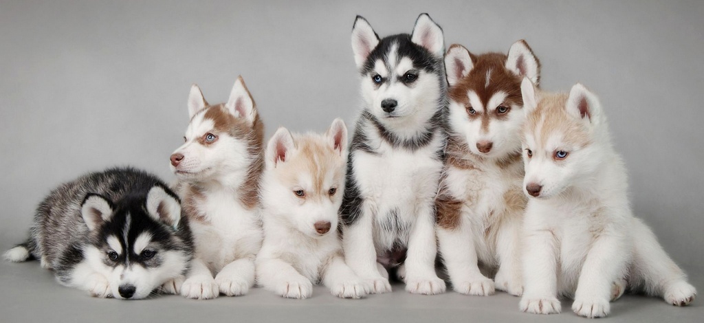 Объявления о собаках | ЗооТом - продажа, вязка и услуги для животных в Калуге