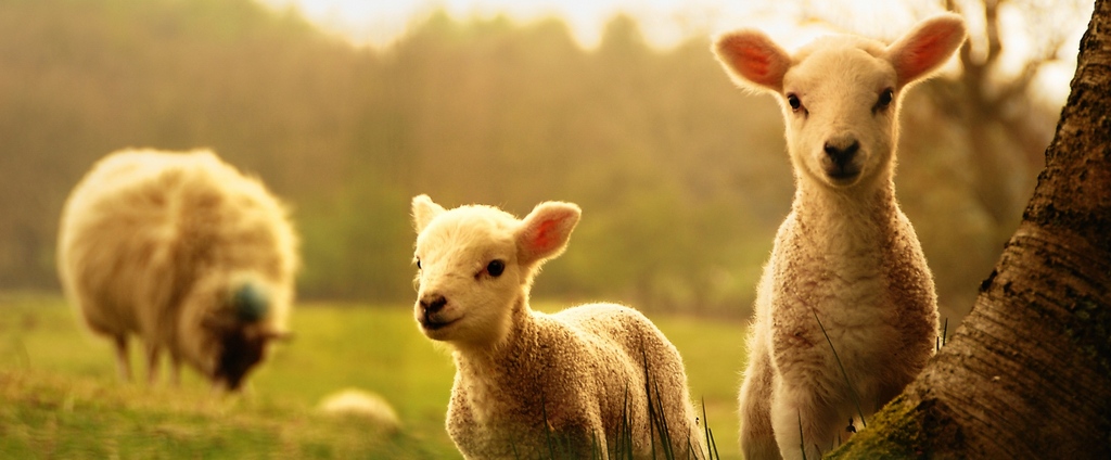 Объявления о сельскохозяйственных животных | ЗооТом - продажа, вязка и услуги для животных в Калуге