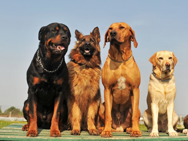 Крупные породы собак в Калуге | ЗооТом портал о животных
